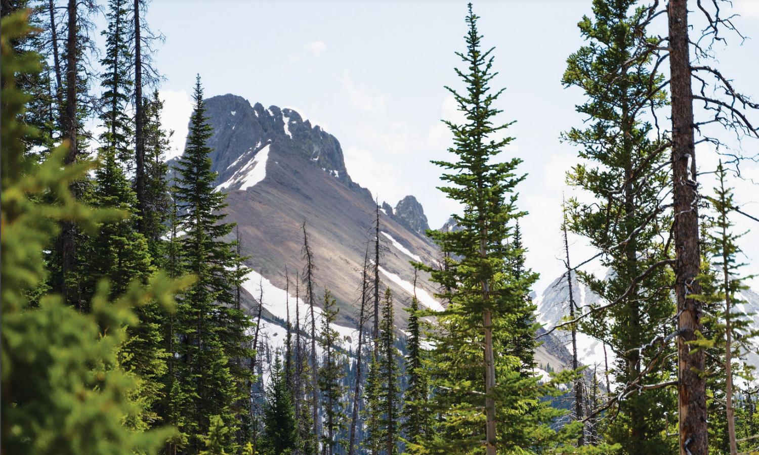 photo of a mountain and pine trees