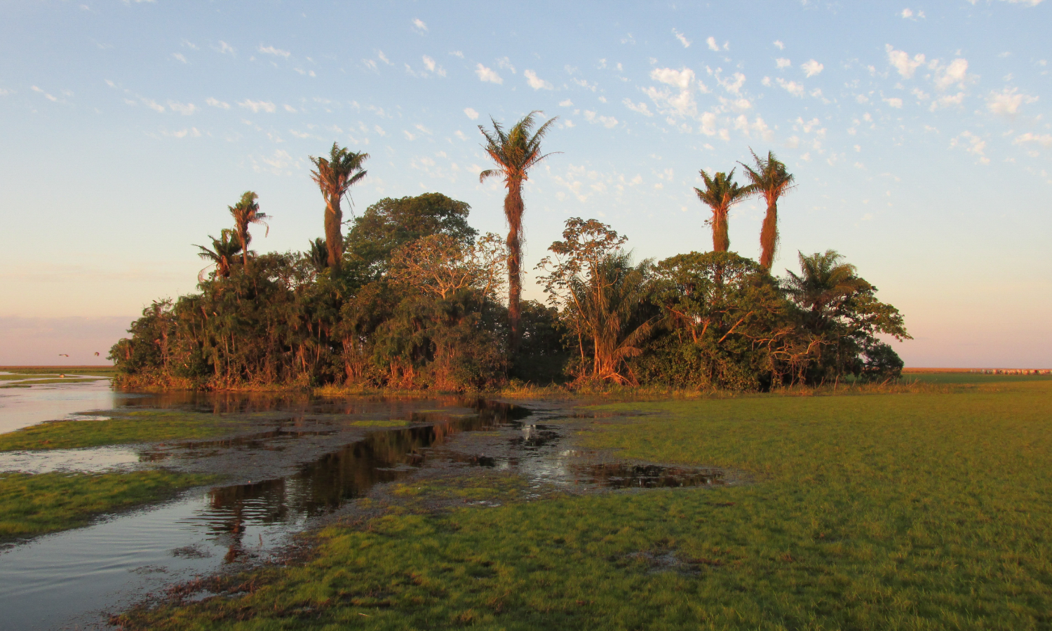 photo of island with palm trees 