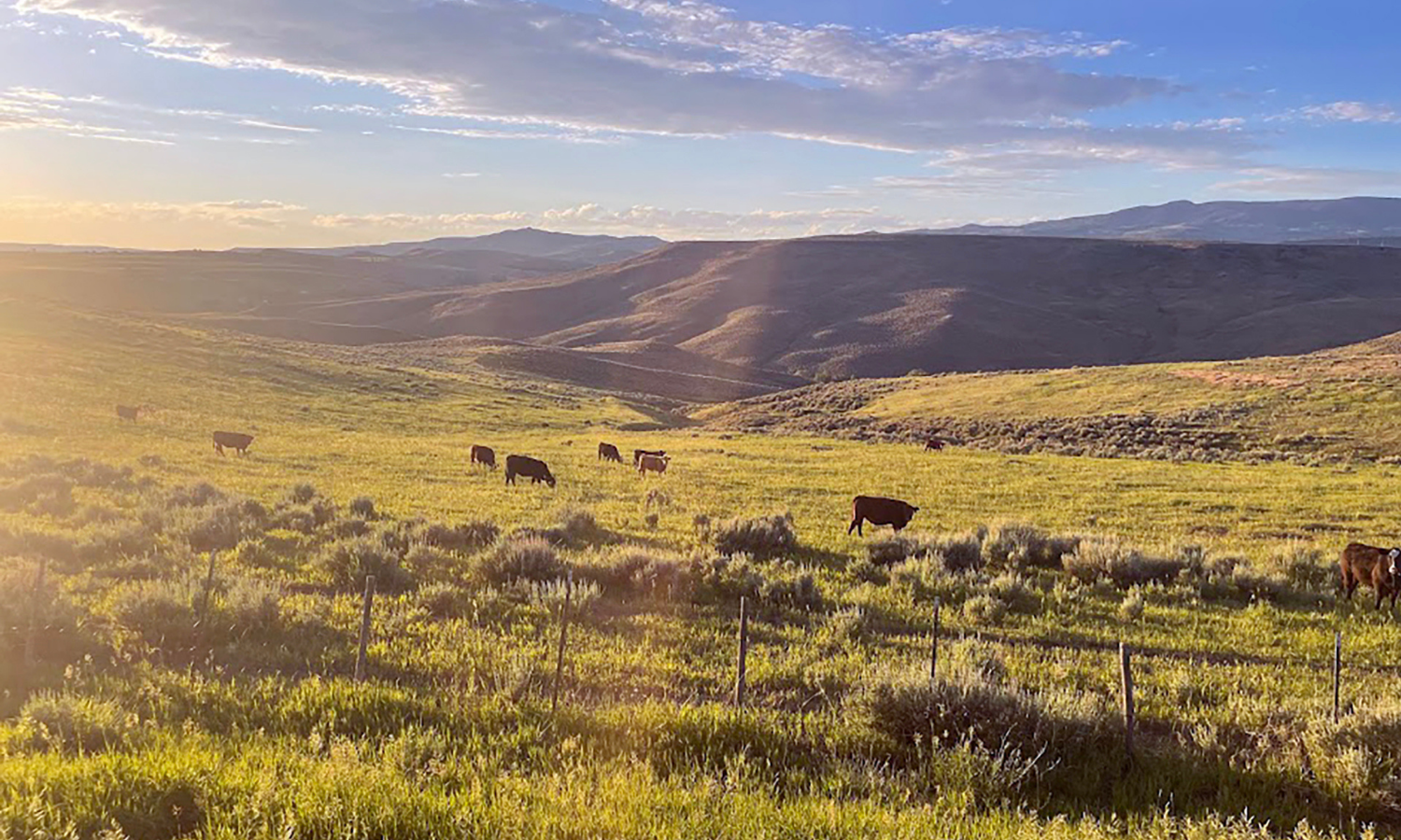photo of cattle grazing at the base of a mountain range