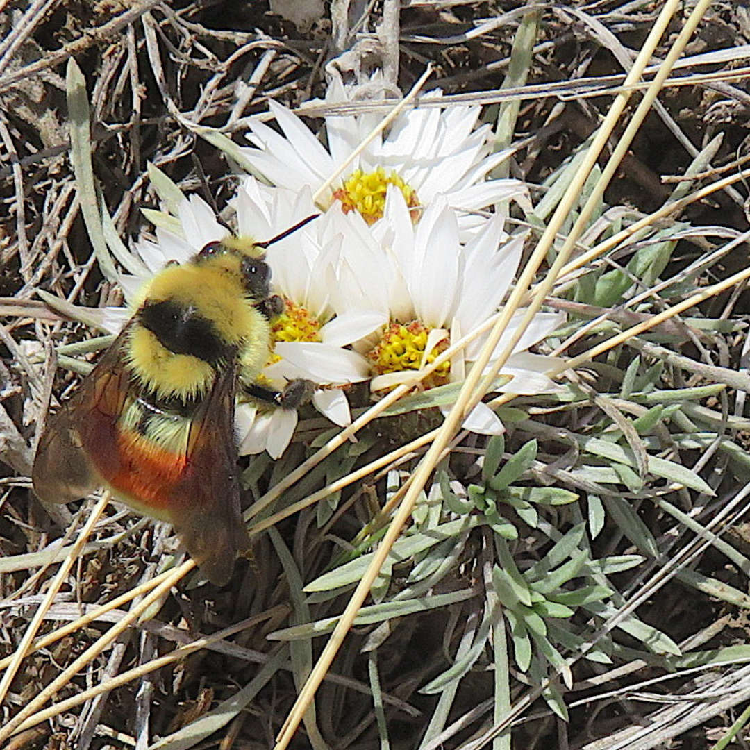 a bumble bee sitting on white flowers