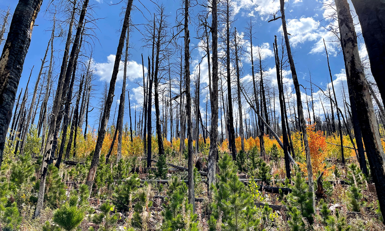 burnt lodge poles in a forest