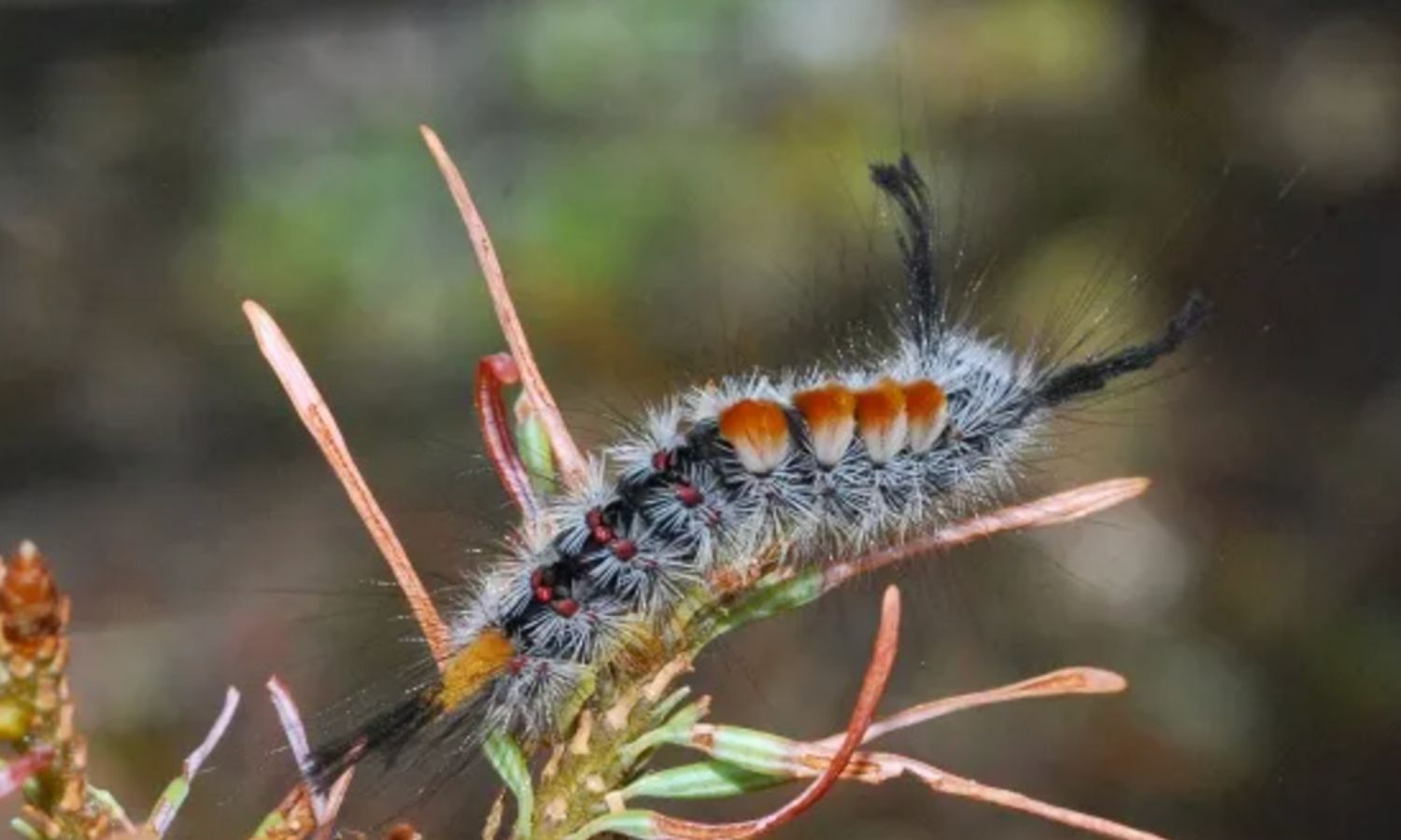 photo of a Douglas-fir tussock moth