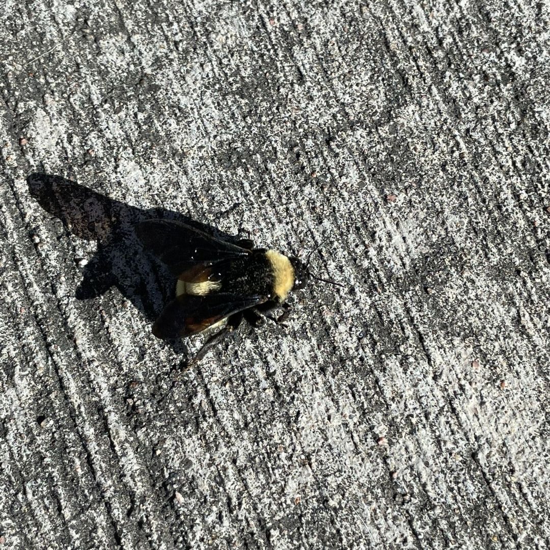 a bumble bee on the pavement