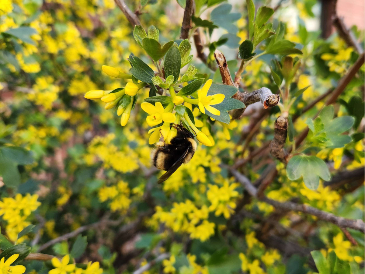 photo of a bumble bee sitting on yellow flowers
