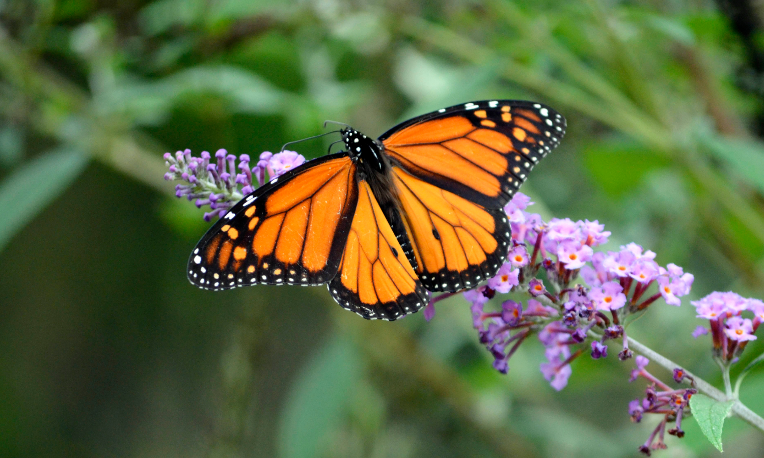 a butterfly sits on purple flowers