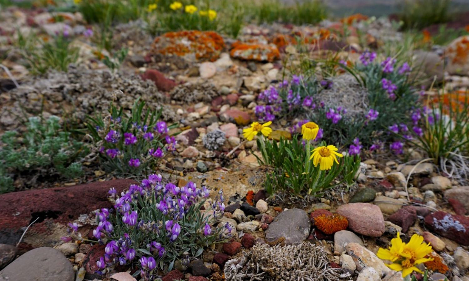 photo of wildflowers and rocks