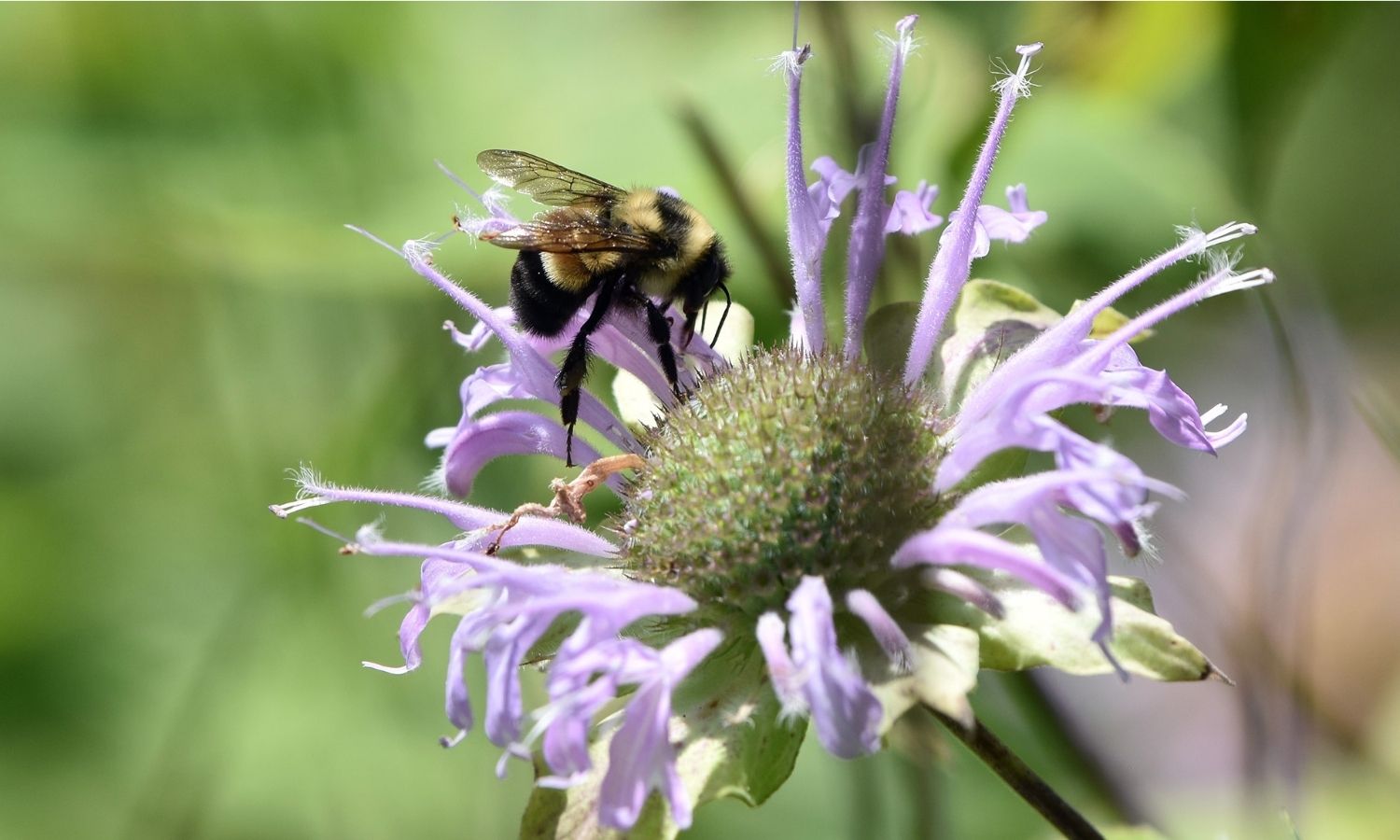 photo of a bee on a flower
