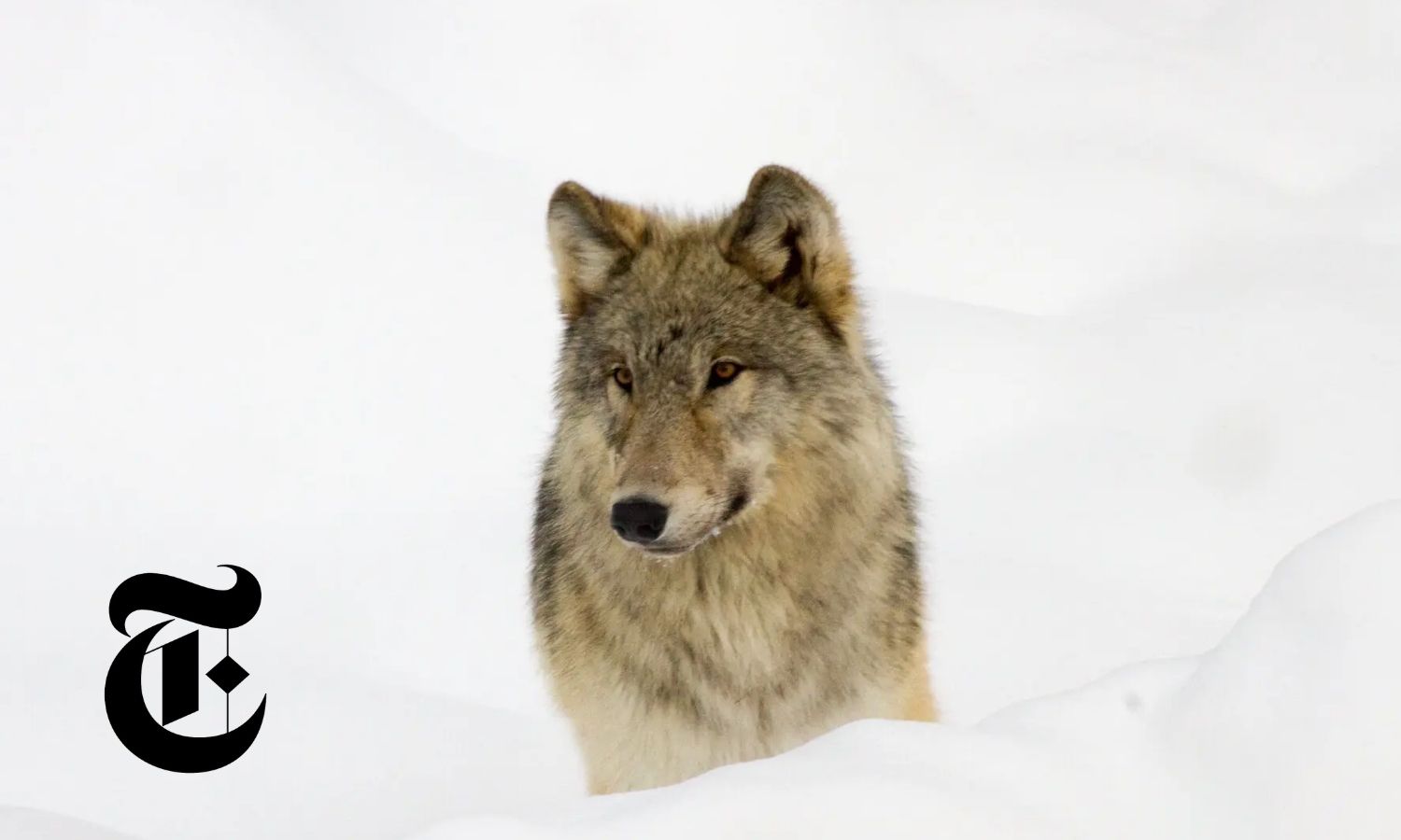 photo of a wolf in the snow