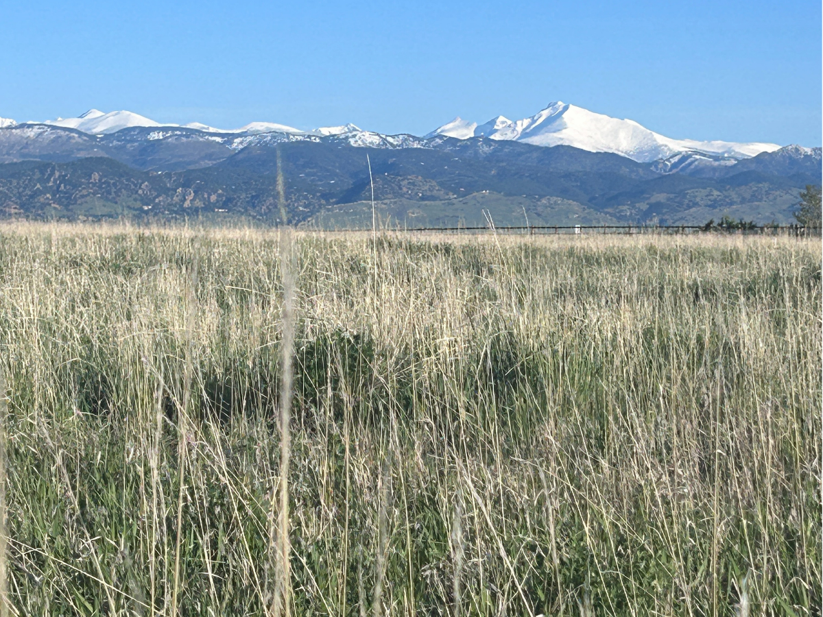 A grassy field with a mountain range in the background. 