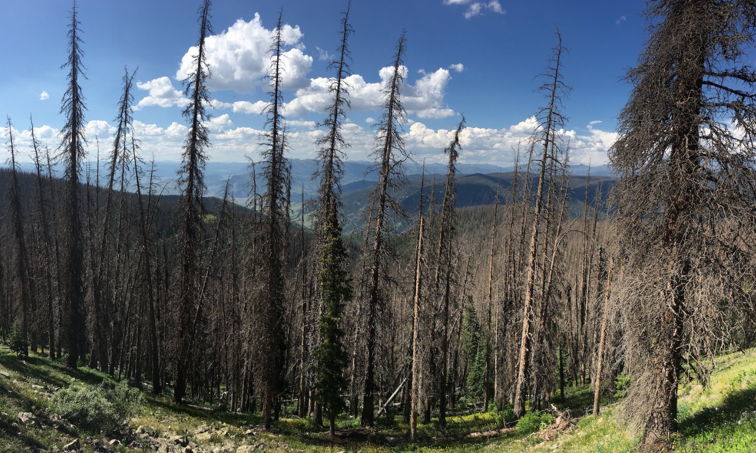 Burnt trees sit atop of a hill in the mountains. 