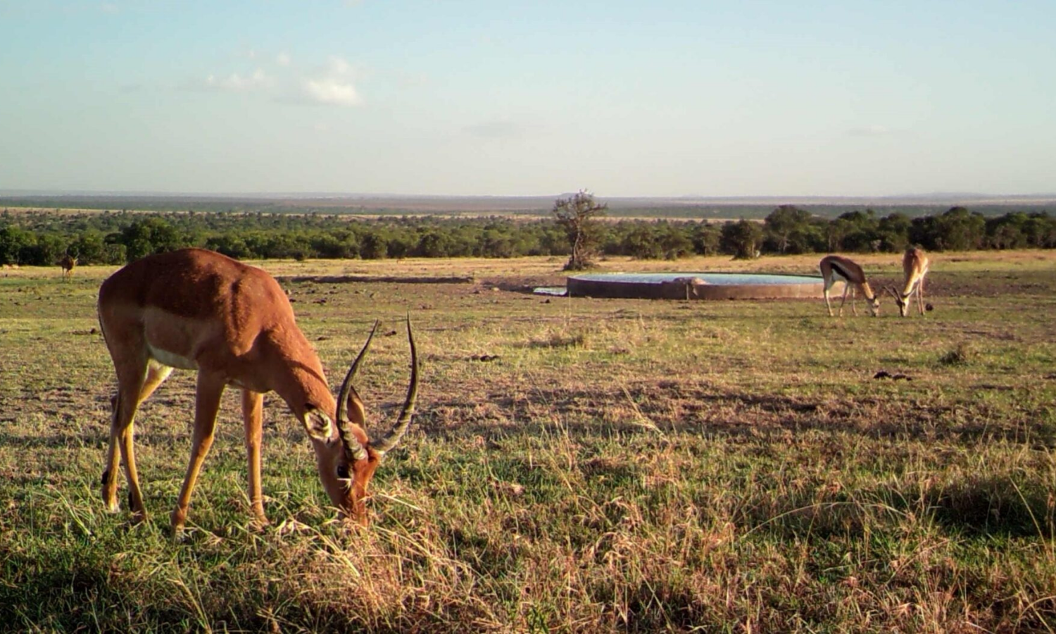 A gazelle grazes in an open field. 