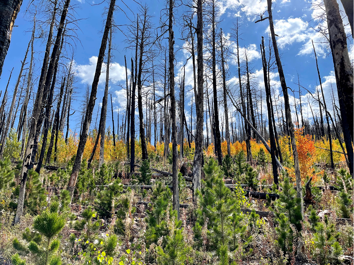 Burnt lodge poles stand against a blue sky. 