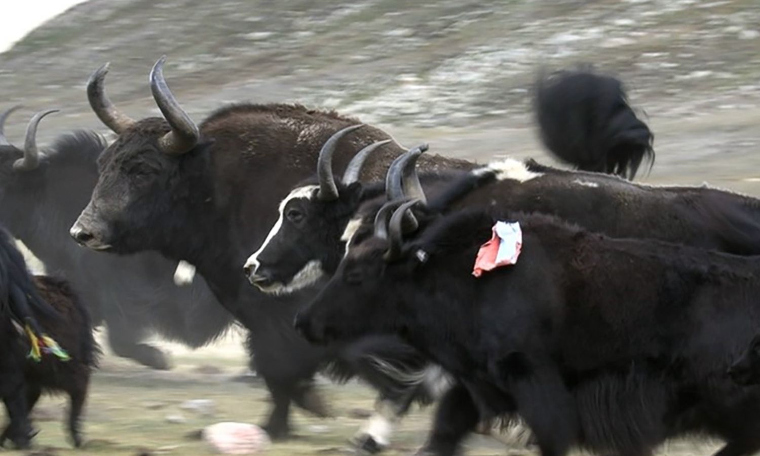 photo of yaks running in Nepal