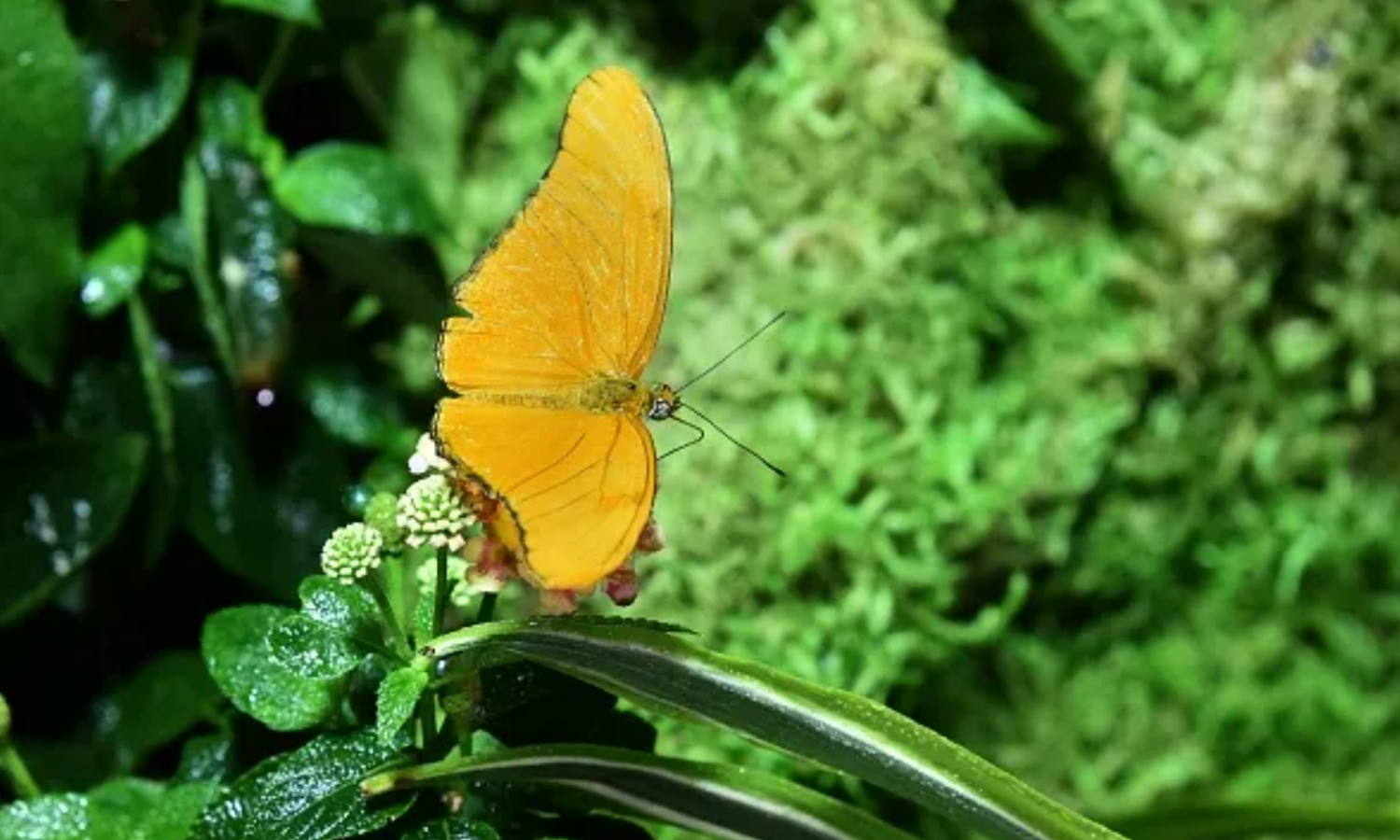 A yellow butterfly sits on a leaf.