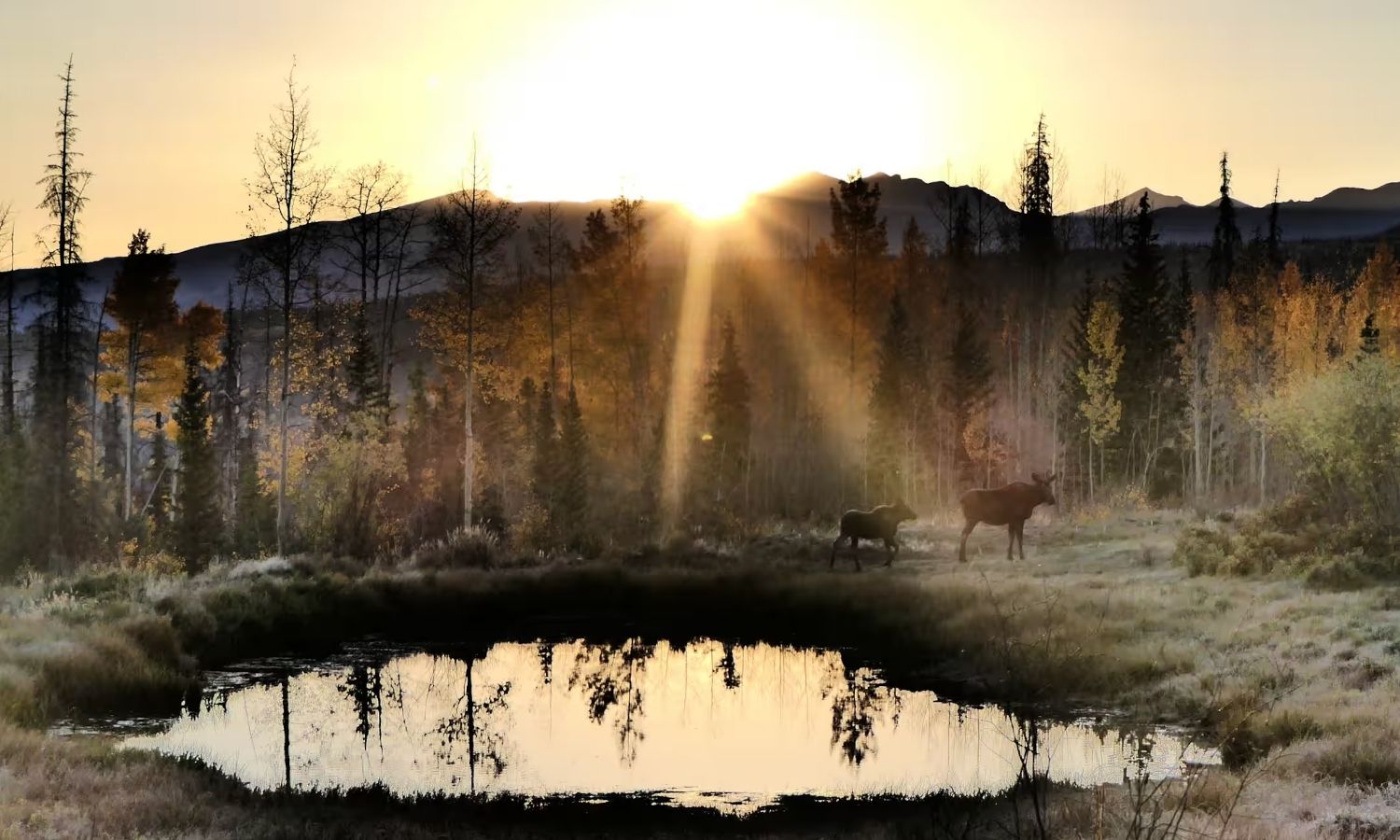 two moose near a pond with mountains and a sunset in the background