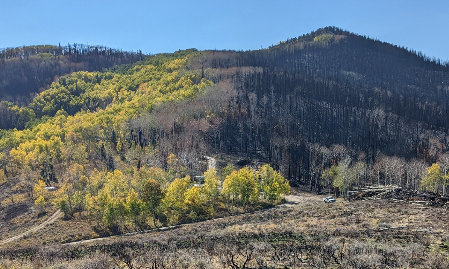 Aspen trees stand on the side of a mountain. 