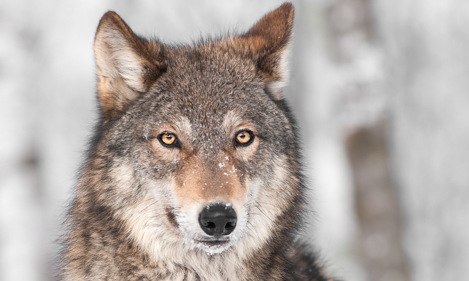 A wolf looks into the camera