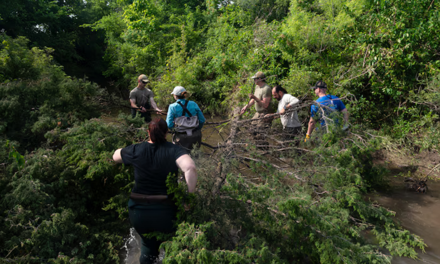 People walk beside a fallen tree