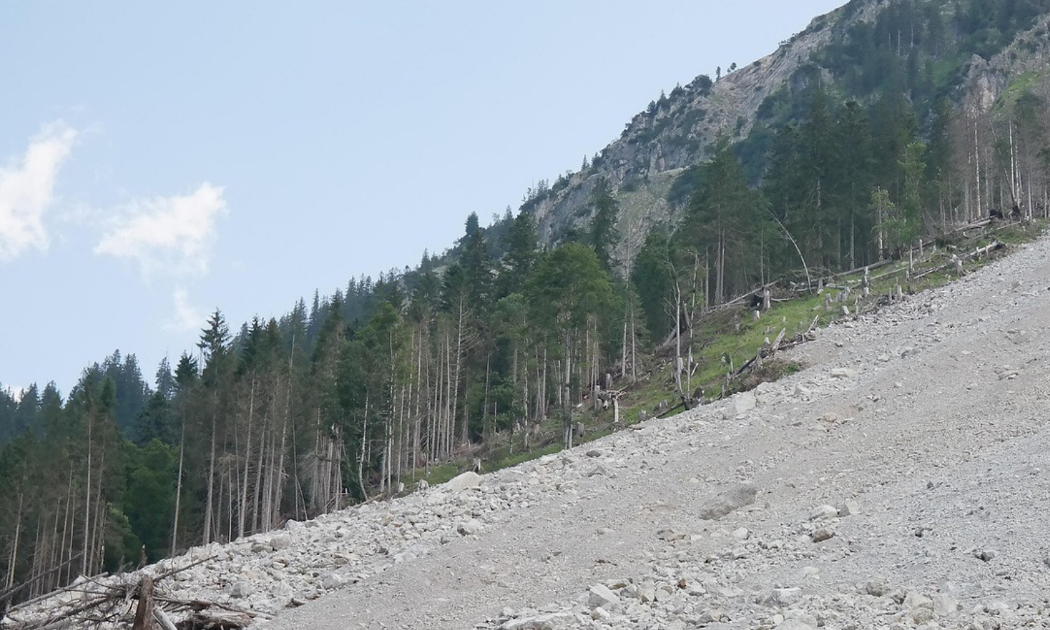Rocks sit alongside pine trees on a mountain slope. 