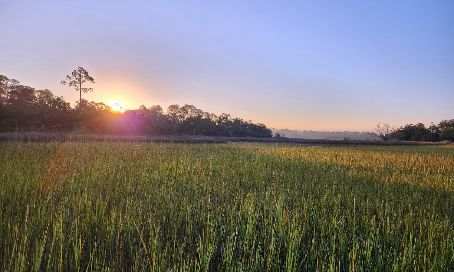 The sun rises over marshlands.