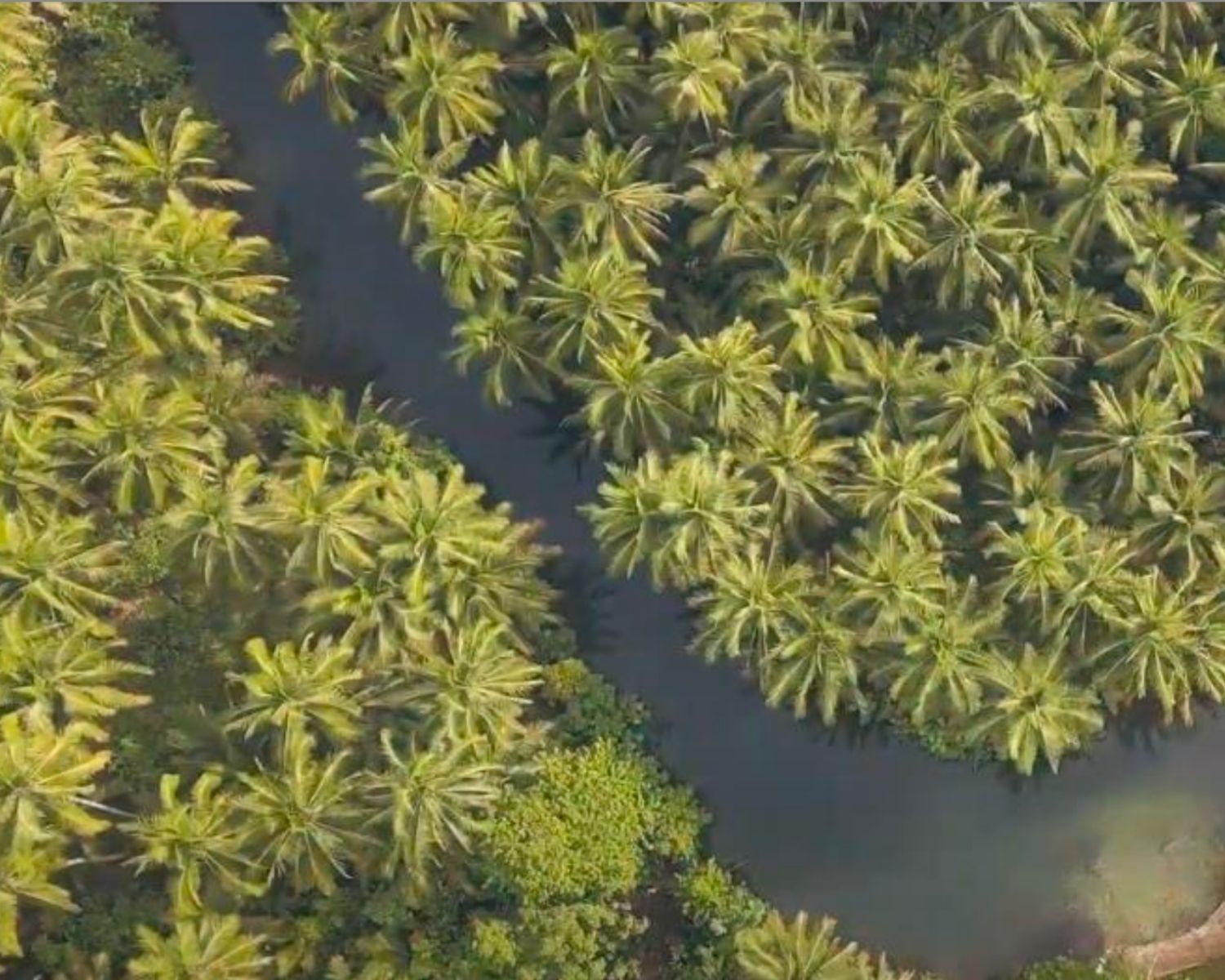 aerial view of a river surrounded by trees
