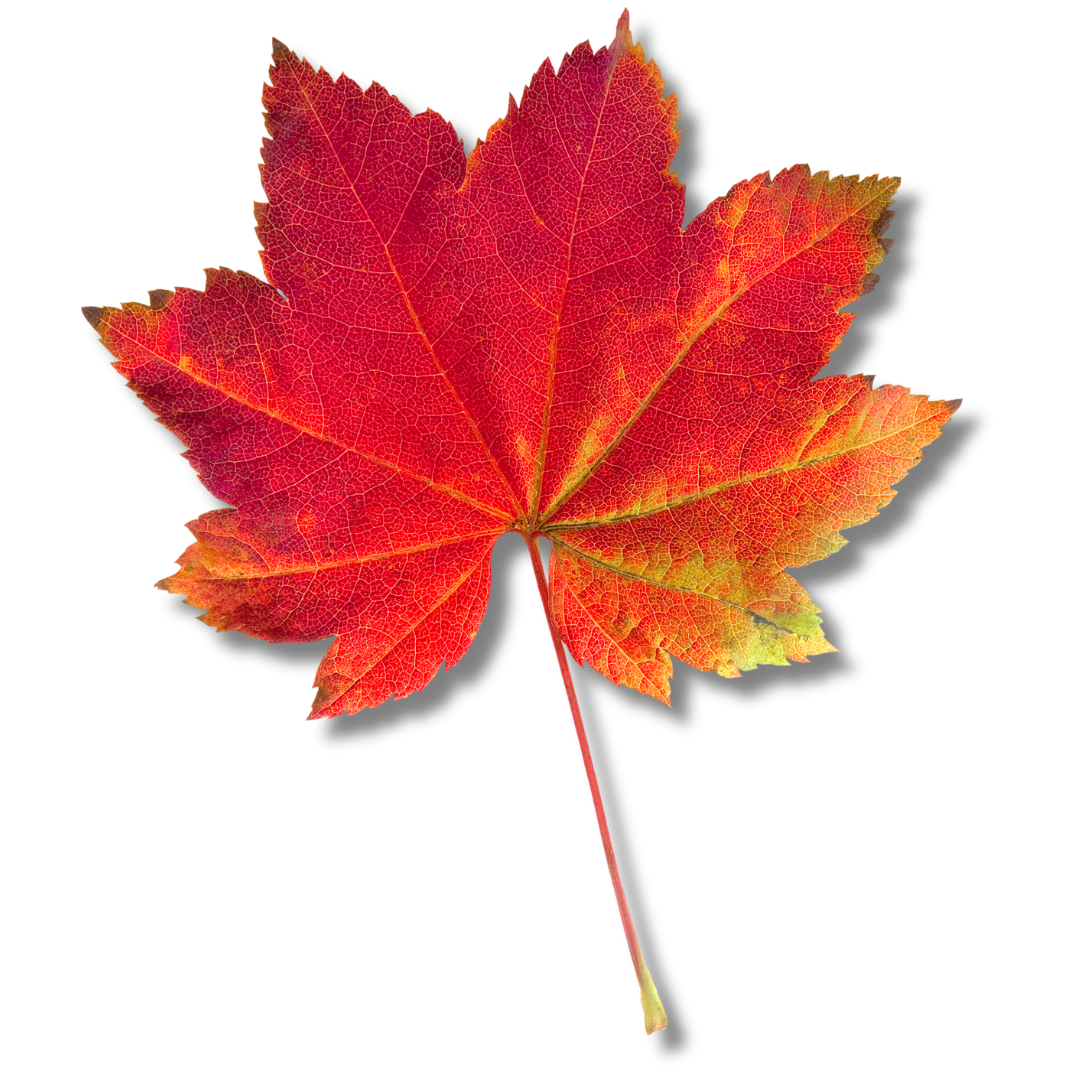 picture of a red leaf