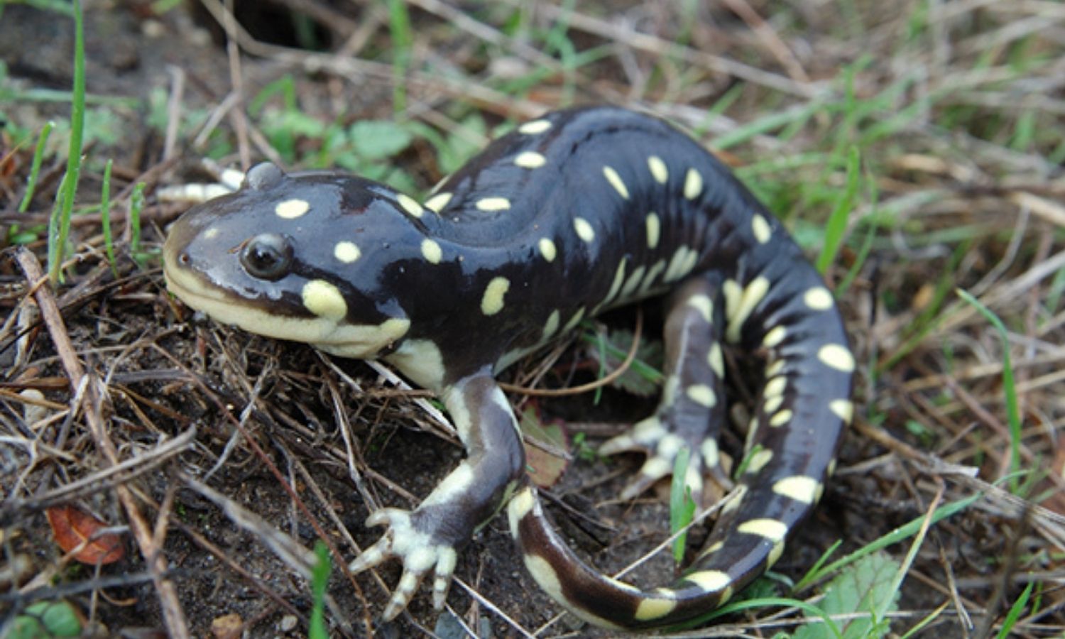 photo of a California tiger salamander 