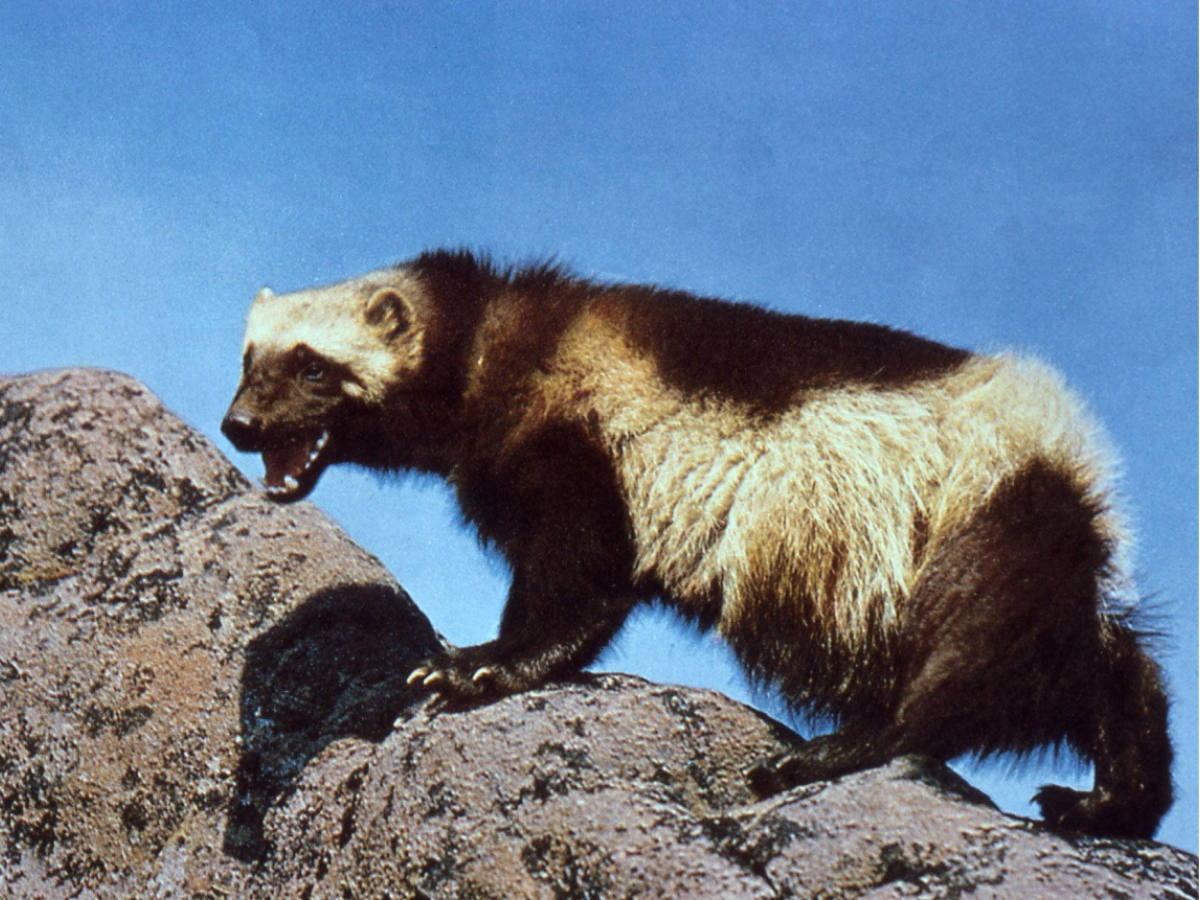 A photo of a wolverine on a rock.