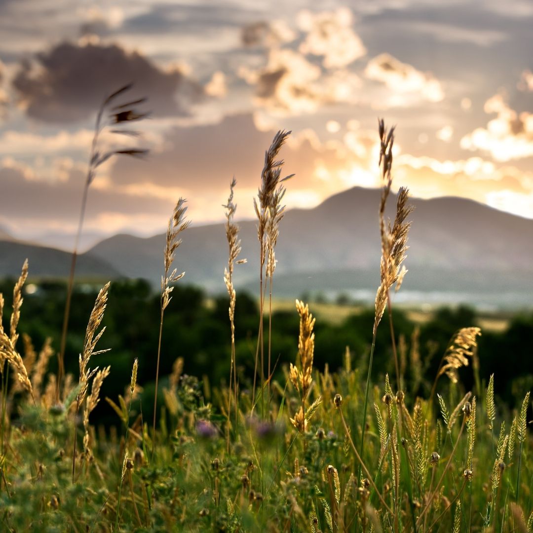 Tall grass stands in the foreground with a mountain range in the background. 