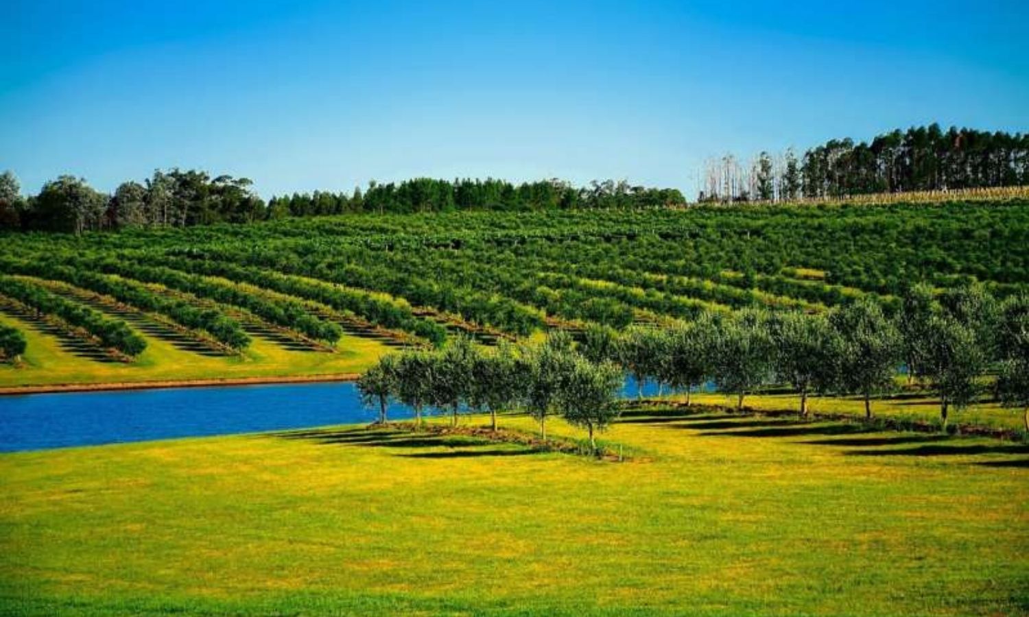 photo of trees in a field