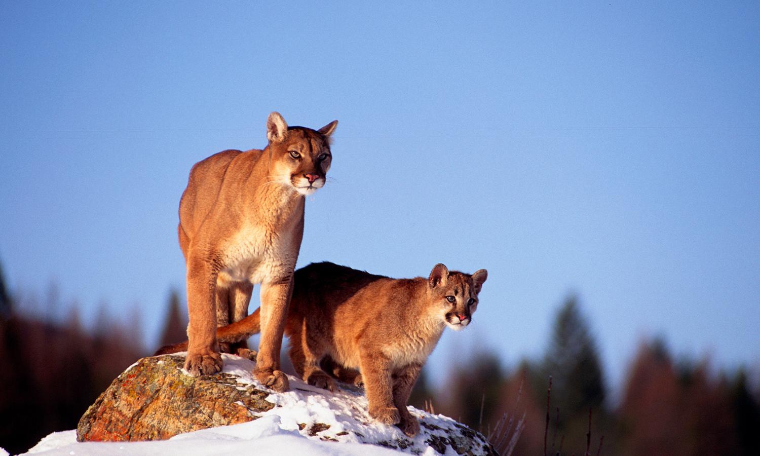 photo of two mountain lions on a snowy rock