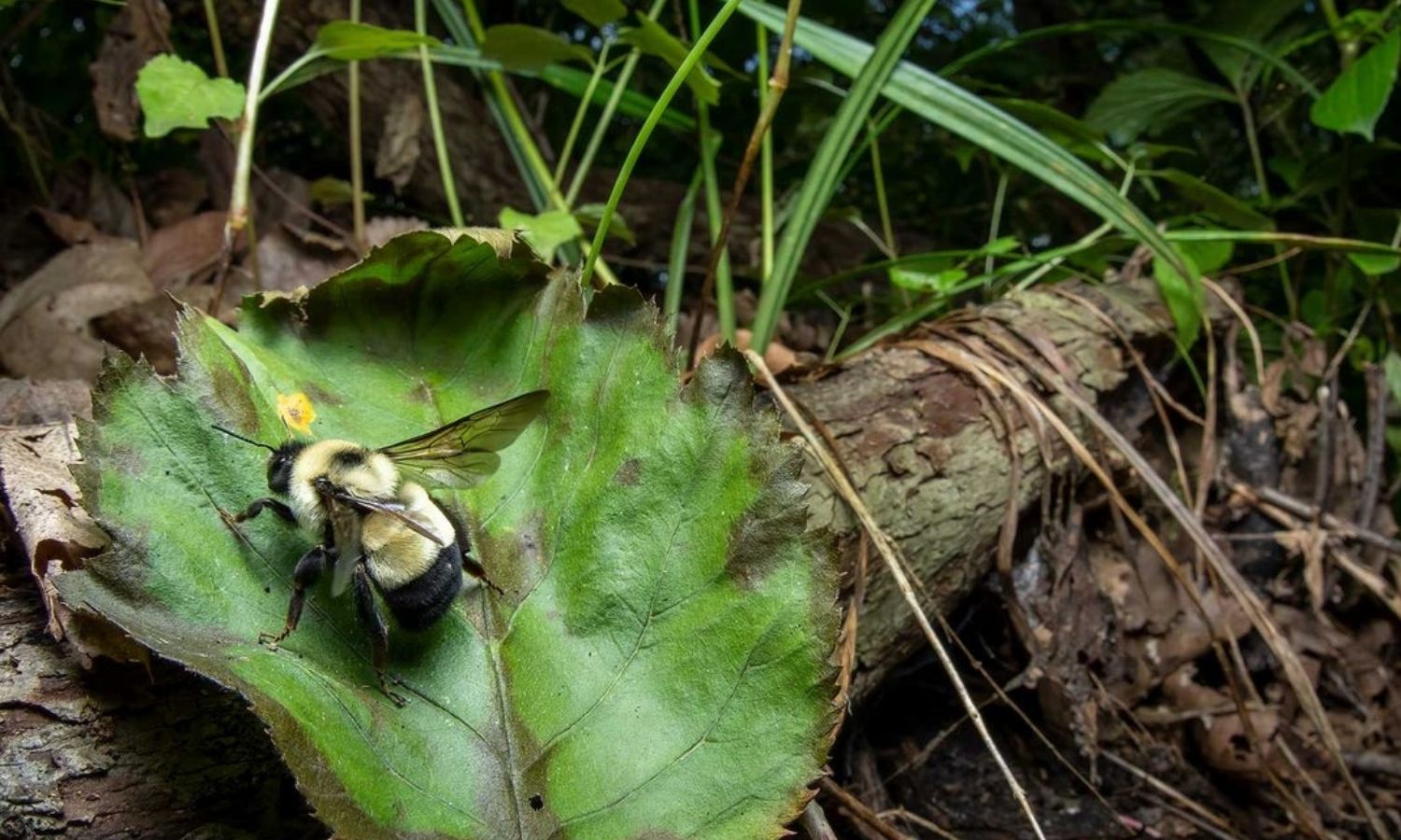 photo of a Bumblebee on a leaf