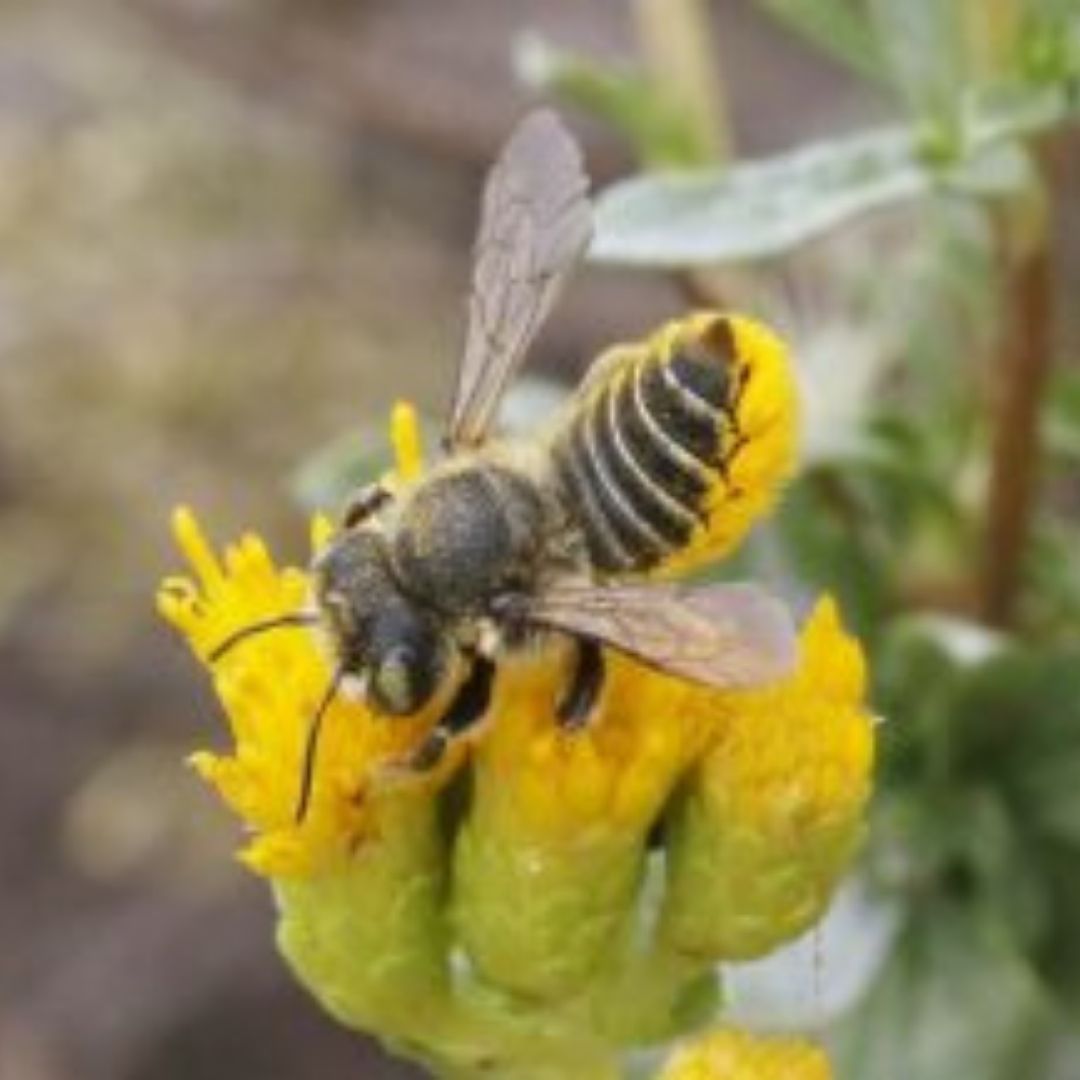 A bee sits on top of a yellow flower. 