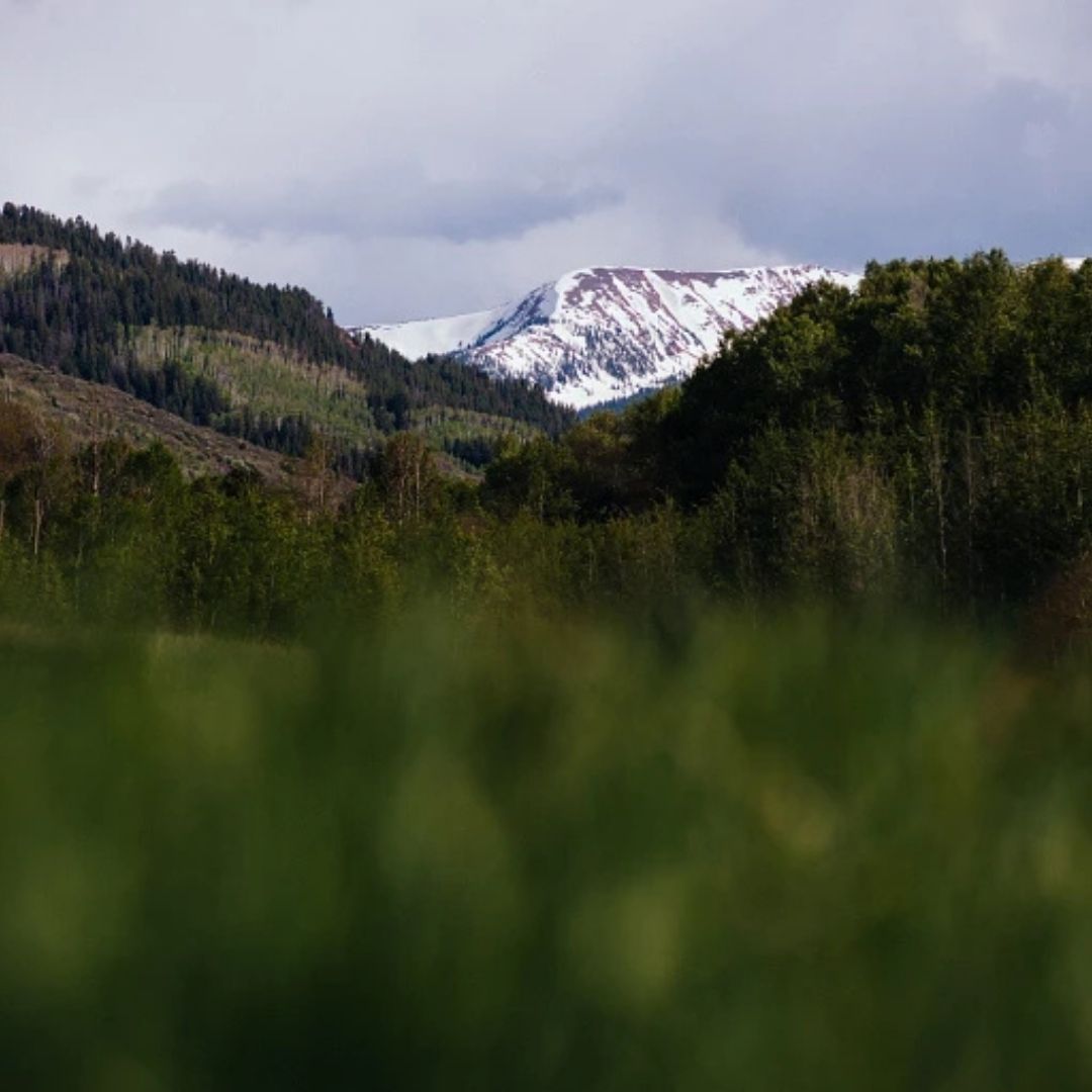 A snow capped mountain sits in the background of a grassy field.