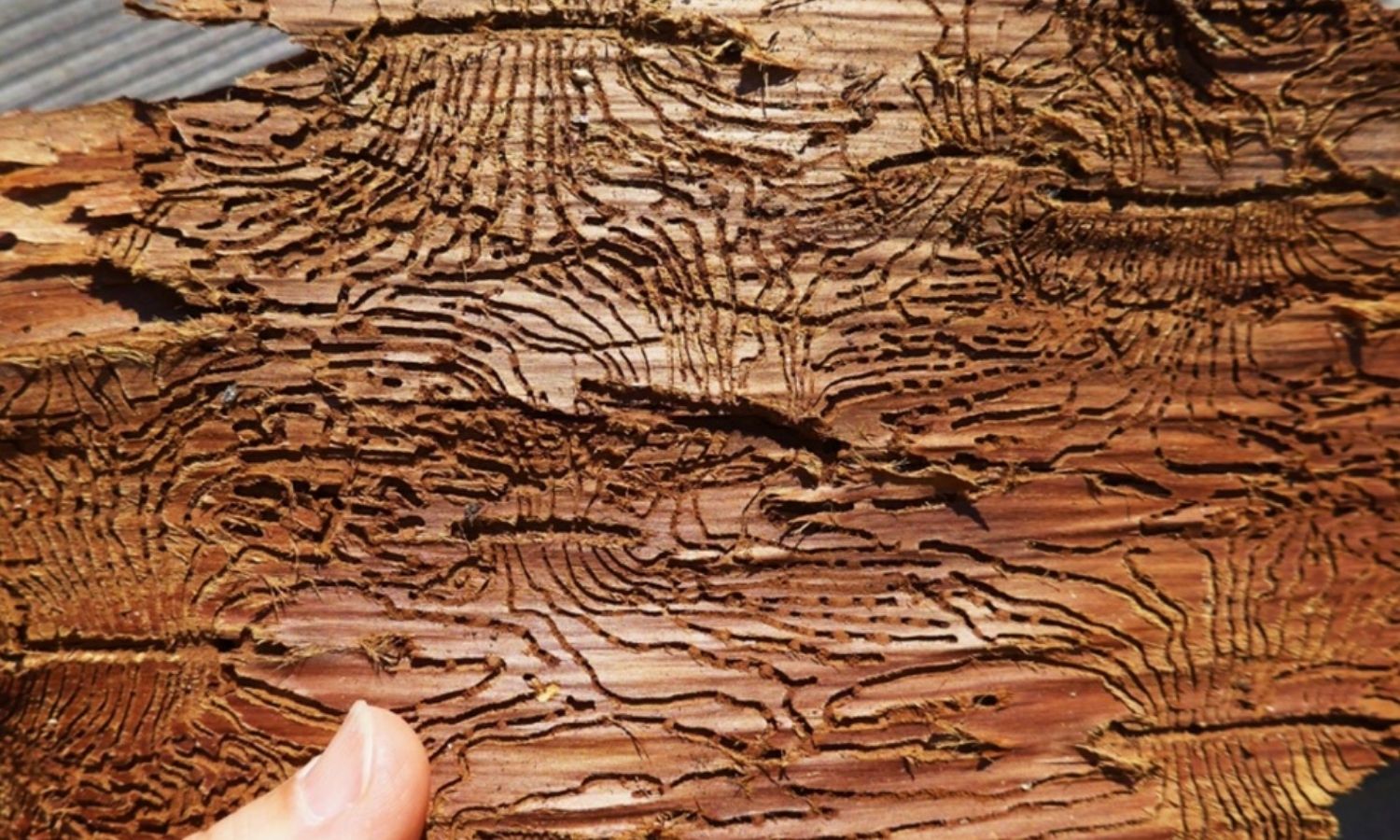 photo of Western cedar bark beetle galleries