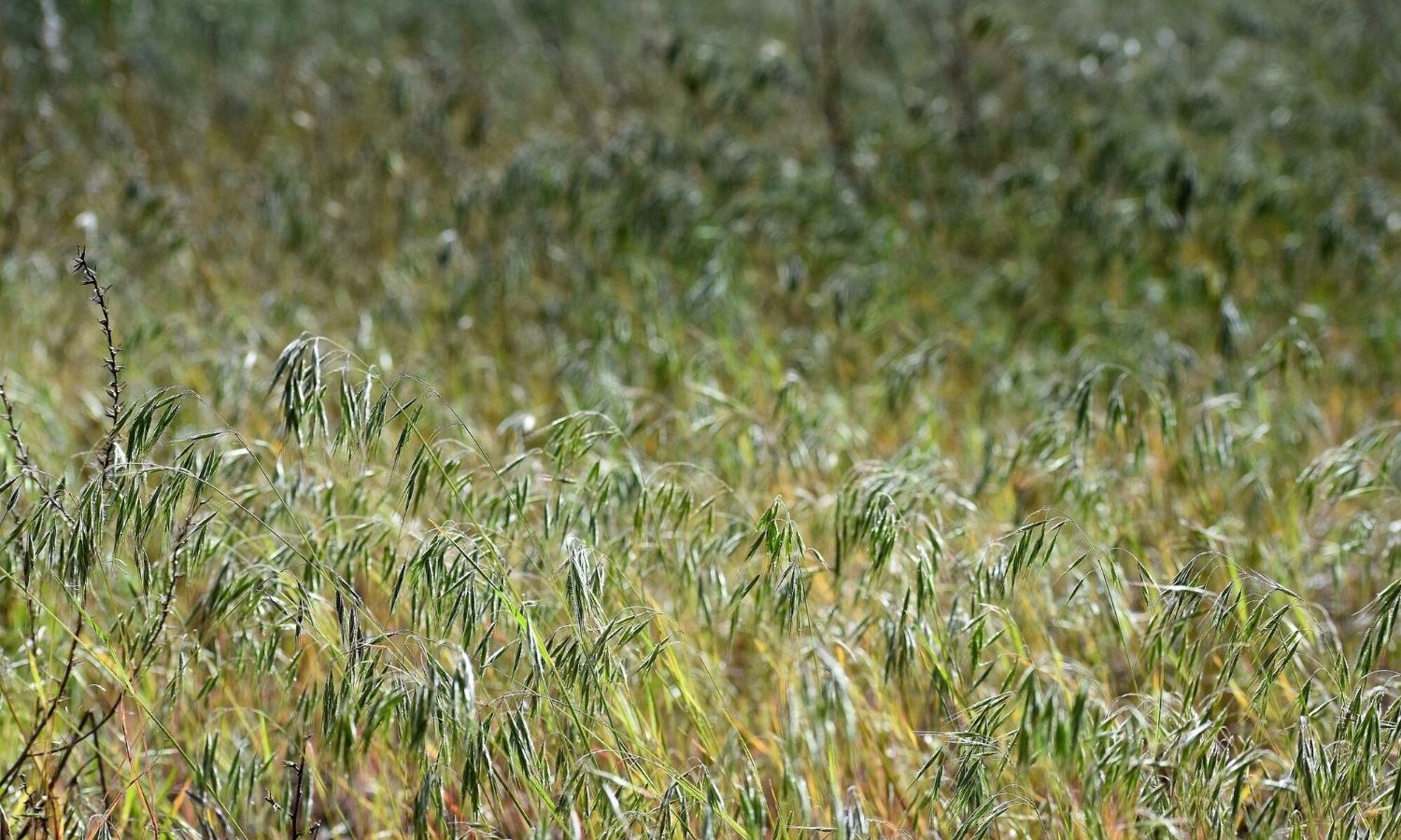 photo of cheatgrass 