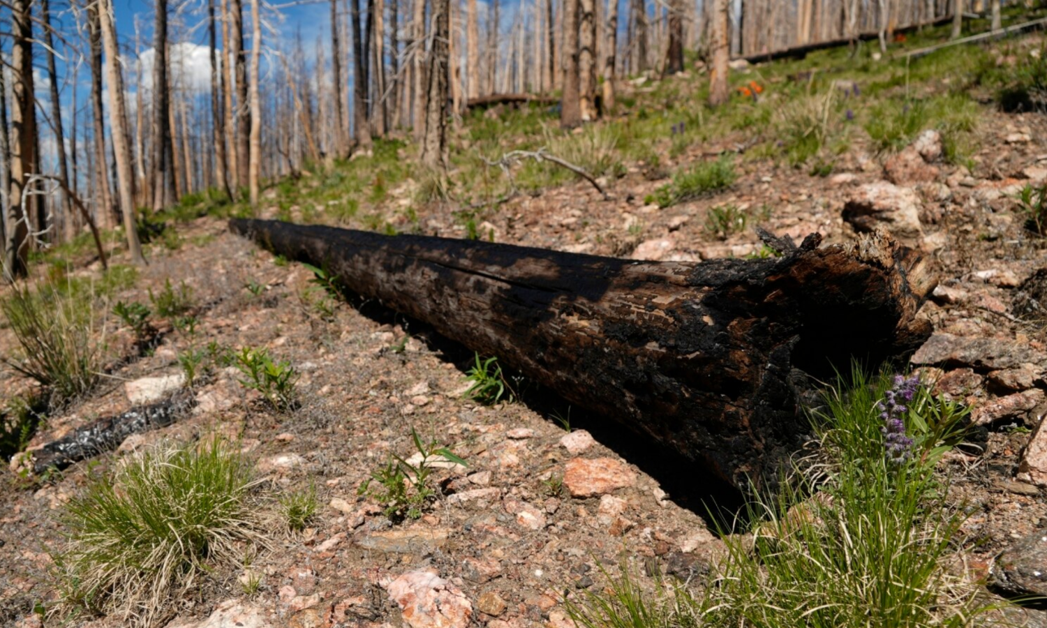 photo of a burnt, fallen tree in the forest