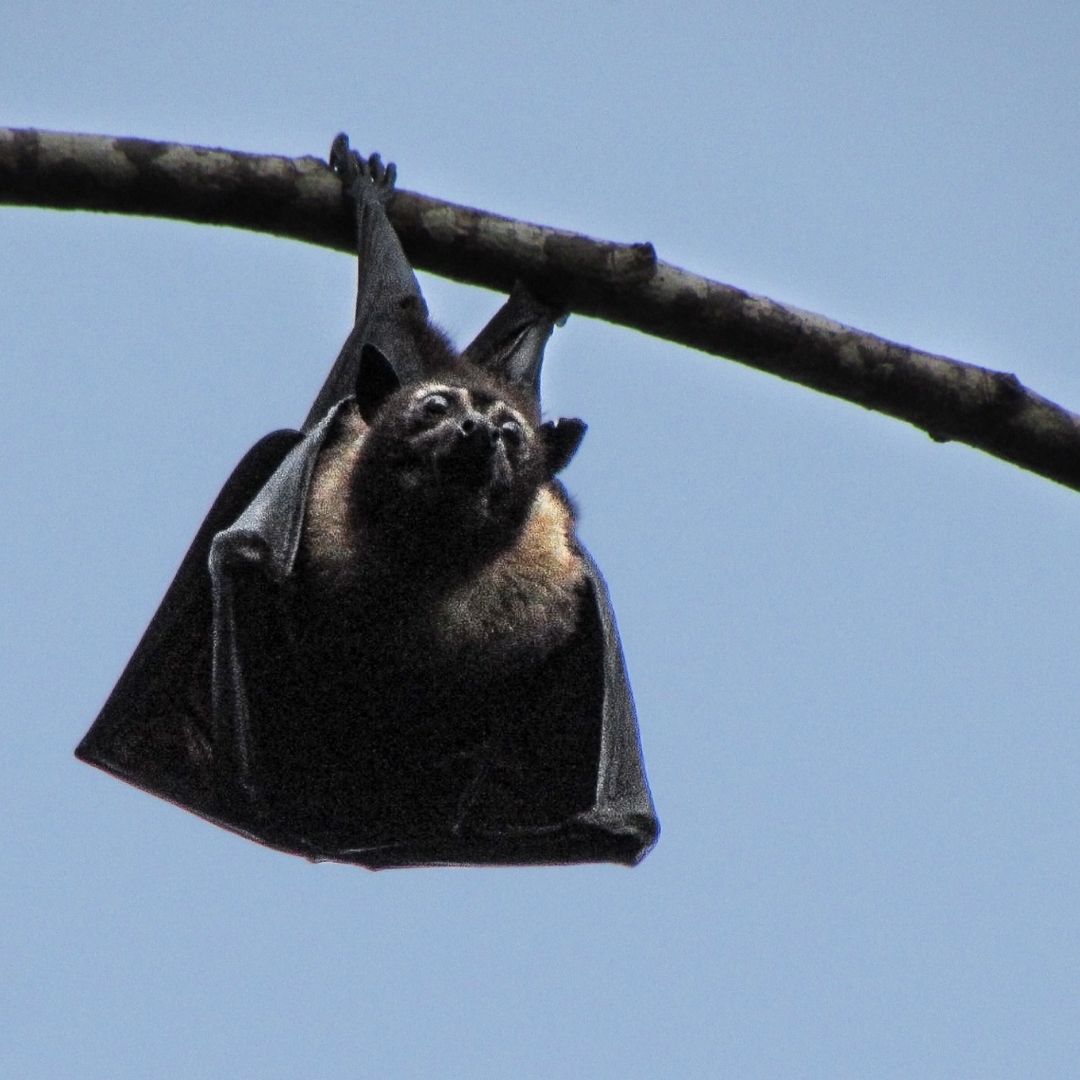 A spectacled flying fox hangs from a tree. 