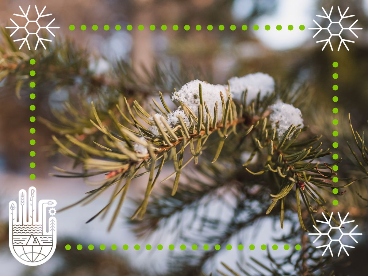 A pine tree branch with snow on it. 