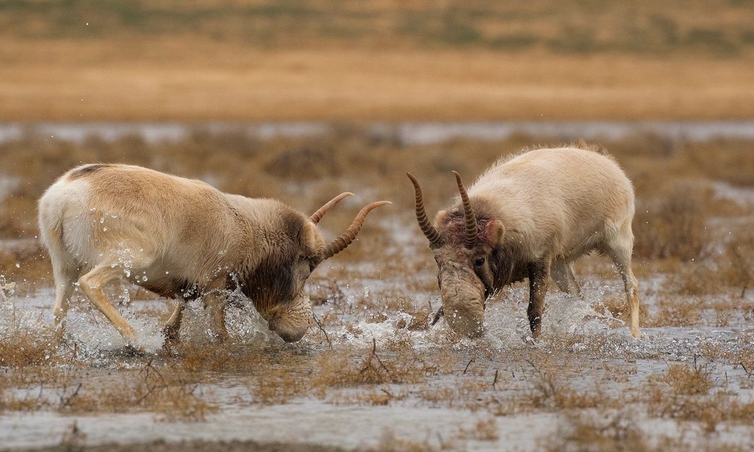Photo of two saiga antelope facing off