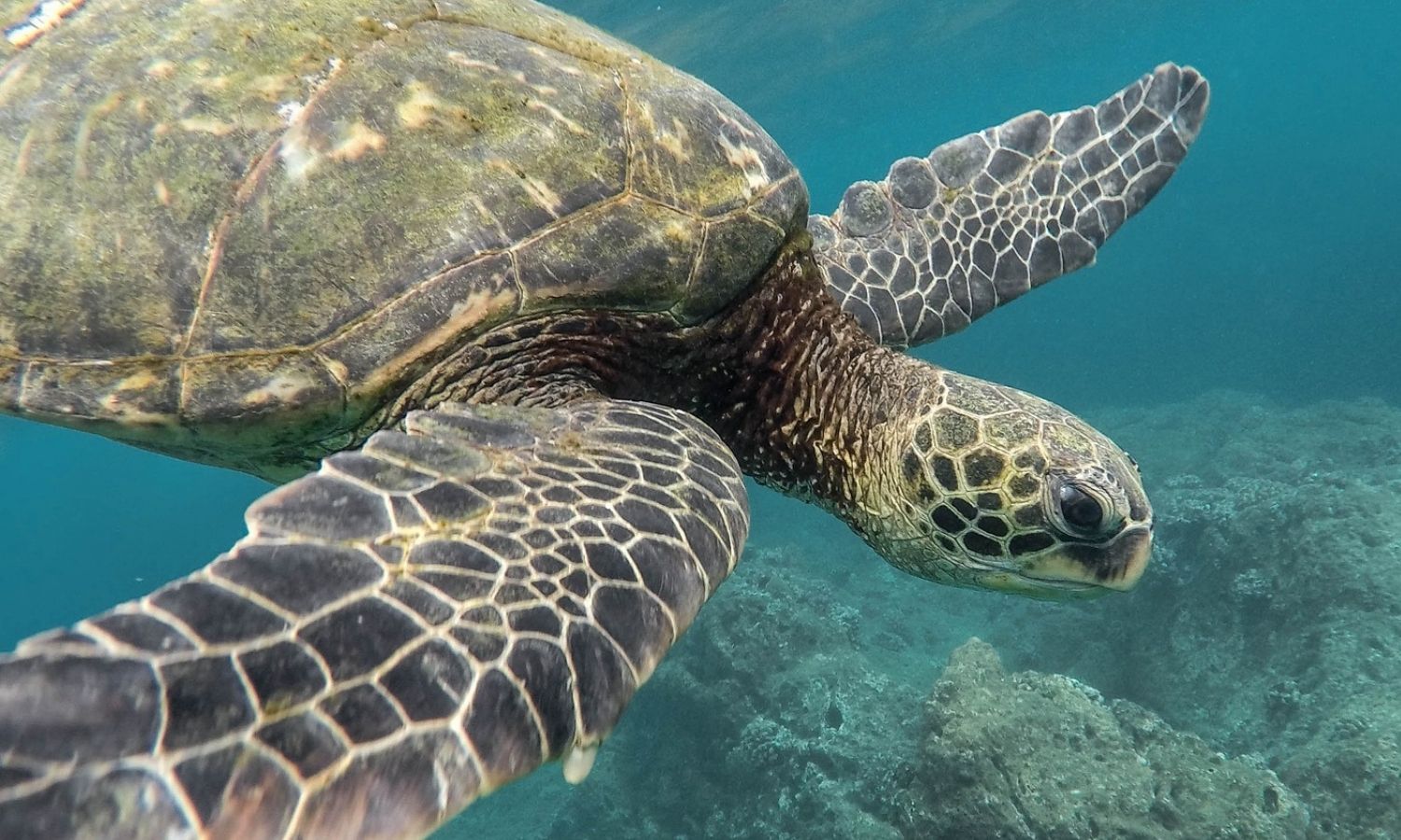 Photo of a sea turtle swimming