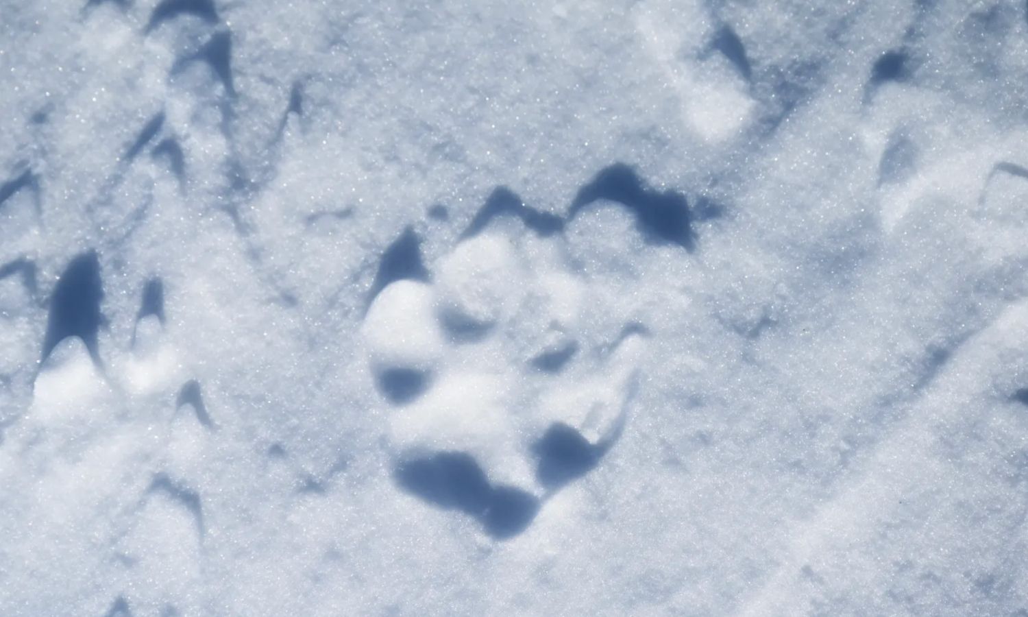 Photo of a wolf paw print in snow