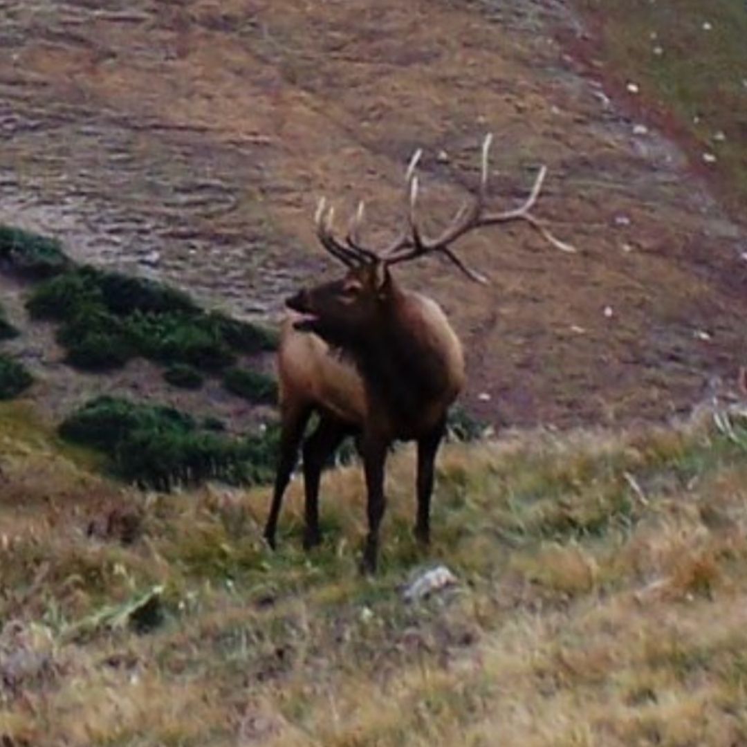 An elk stands on a mountain side. 