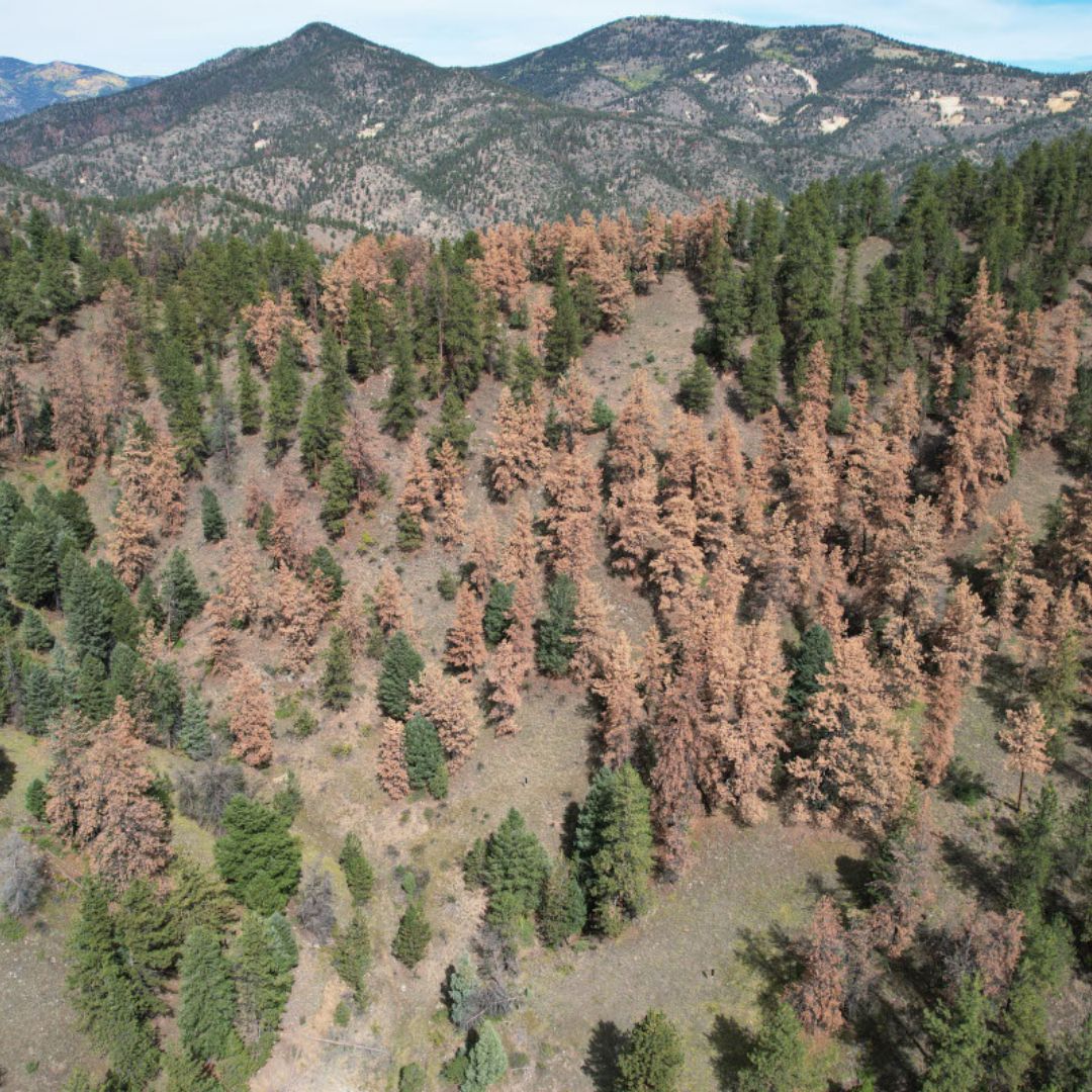 An aerial view of dead trees in the mountains. 