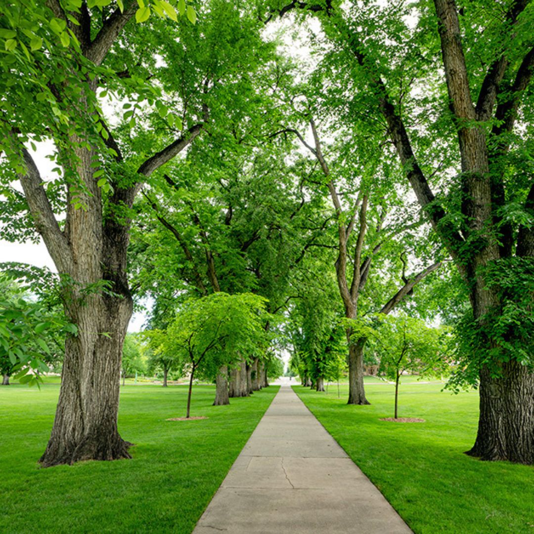 Trees line the CSU Oval. 
