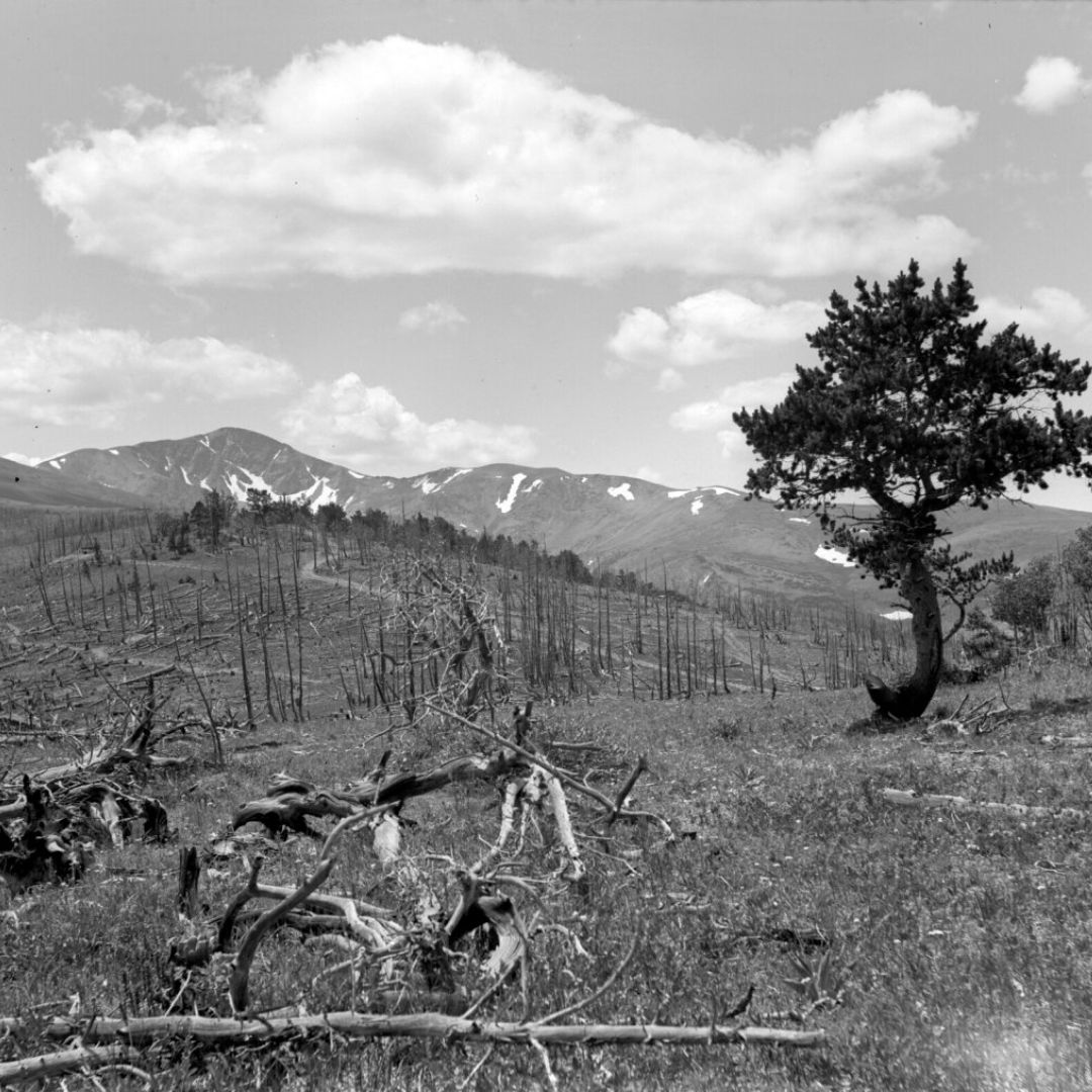 A black and white photo of burned trees in the mountains.