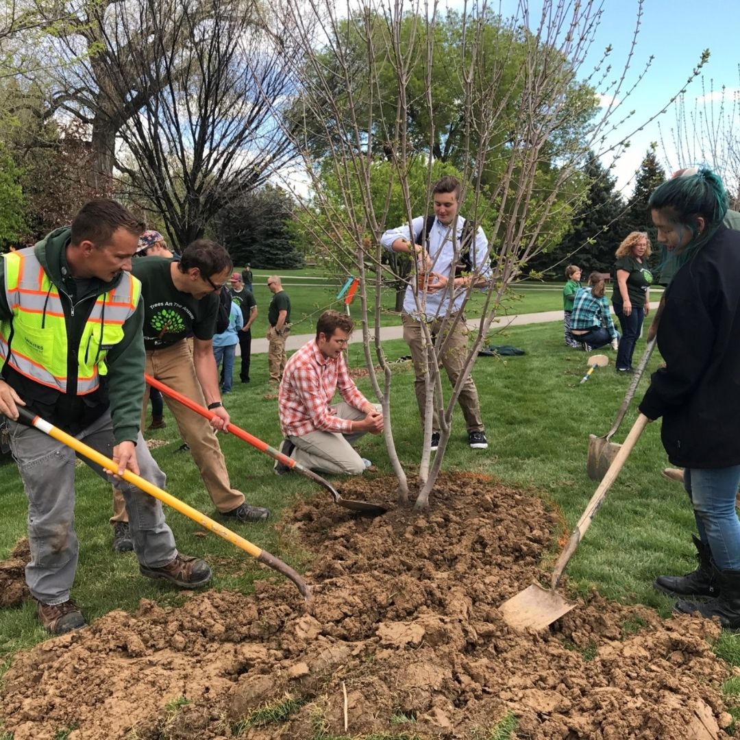 Students use shovels to plant a tree in the ground