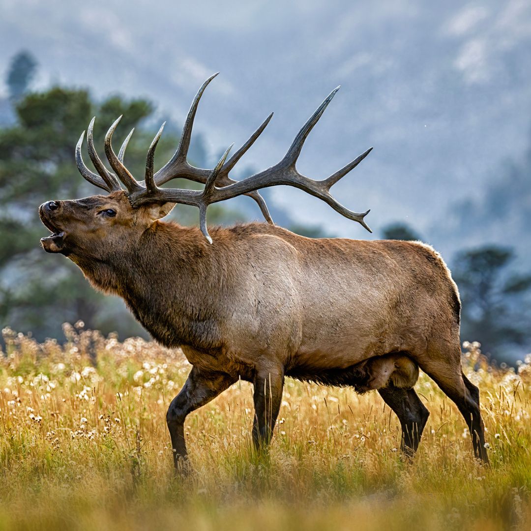 An elk bugles in the mountains. 
