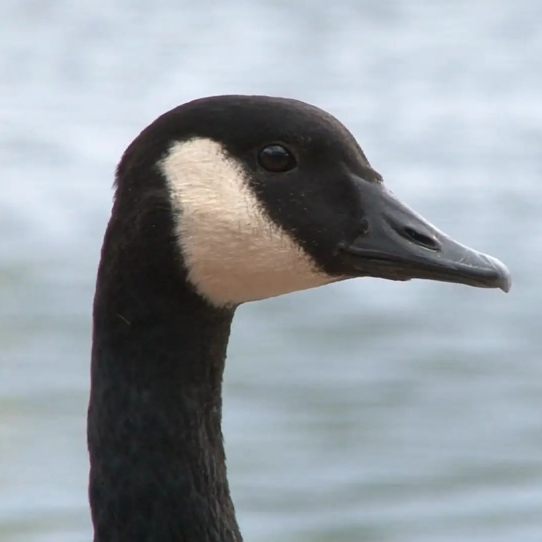 A close-up photo of a goose. 