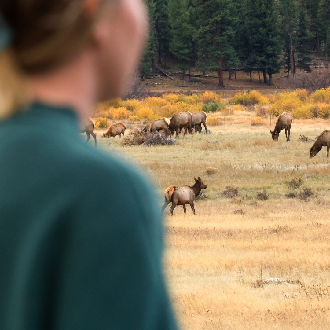 A person stands in the foreground looking at a herd of elk.